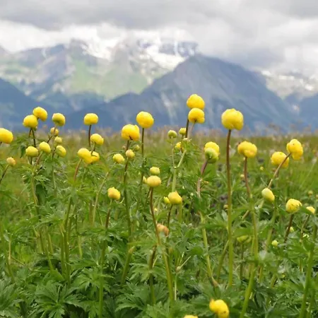 Apartment Near Ski-lift *